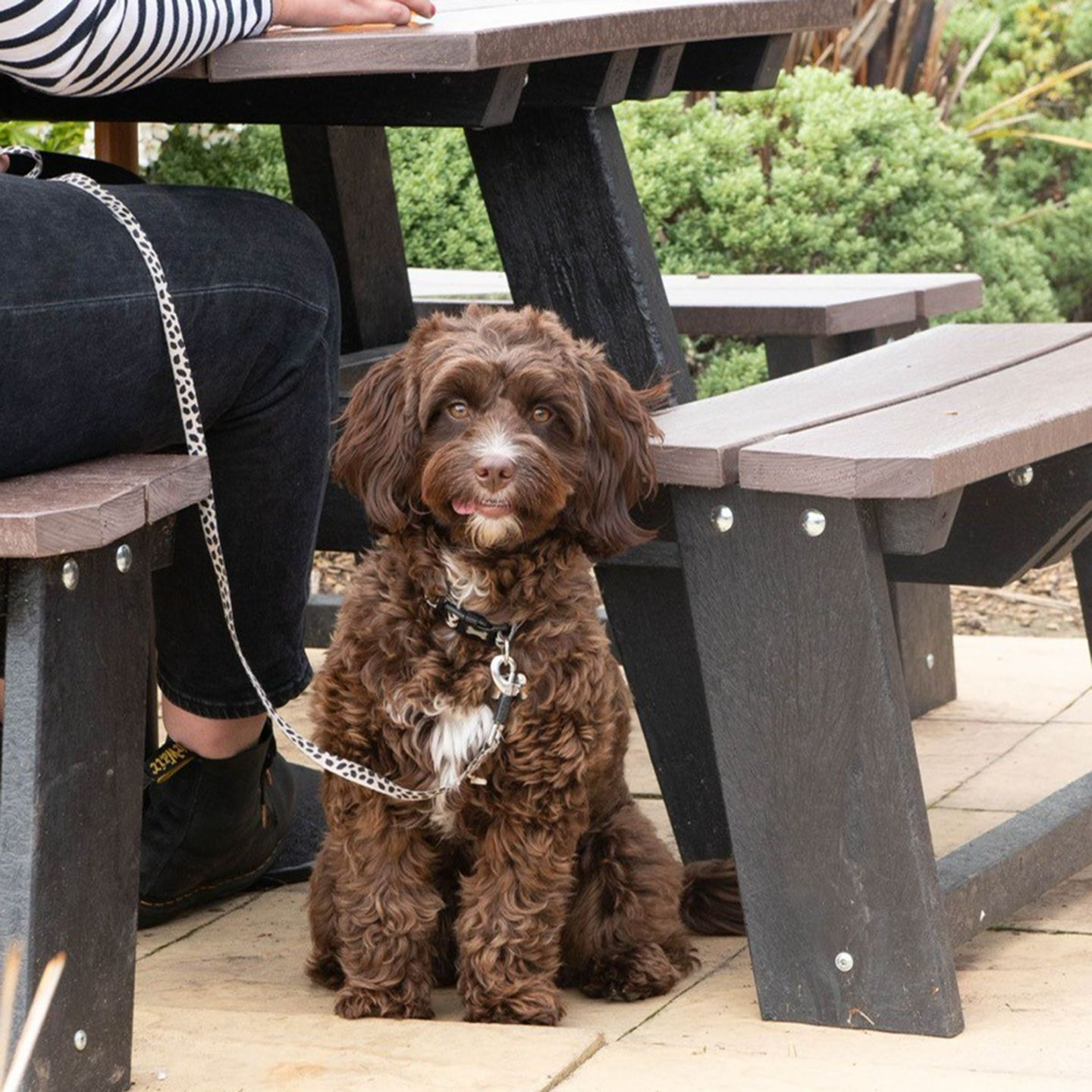 Your local dog friendly pub in Nantwich